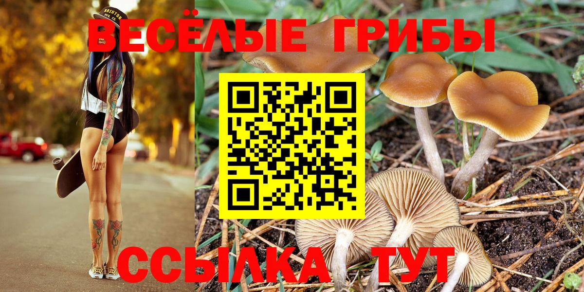 Тосно  купить наркотик  Вход с VPN  Галлюциногенные грибы мицелий 